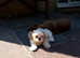 Beautiful male puppy