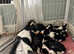 Bassett hound puppies for sale