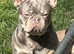 2 female French bulldogs