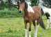 ROSE 15 month old filly
