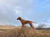 READY TO GO NOW. 5 Generation Pedigree Hungarian Vizsla Puppies