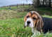 Beautiful beagle puppies