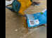 BLUE AND GOLD MACAW