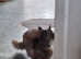Young 2yr main coon female roxy