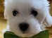 Maltipoo Puppies