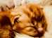 ADORABLE Ginger Kitten Available!