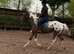 15.1/2h Irish sports mare