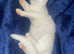 Turkish angora
