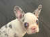 Lilac koi frenchie boy ready now