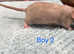 Baby Dumbo Rats - Boys left available