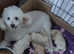 Miniature poodle