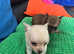 2 beautiful Chichuahua pups