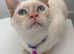 Adult female cat needing new home