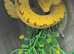 Biak Green Tree Python at Birmingham Reptiles