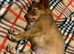 Russian toy terier puppies