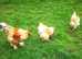Brahma Hatching Eggs; Lemon Pyle, Isabella, Light Columbian, Gold Partridge, Blue Buff