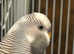 Pairs of breeding budgies
