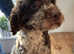 Maltipoo Puppies