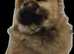 Red chow chow female