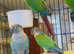 Stunning baby conure parrot