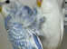 4 young helicopters budgies for sale