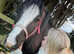 Welsh x cob for full loan