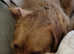 Stunning female Labradoodle puppy only one in litter