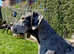 Beautiful Pedigree Great Dane Puppies Ready 13th June