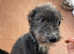 Collie, whippet, deerhound x bull greyhound