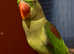 Stunning young alexandrine parrot