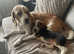 2 beautiful female beagles