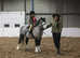Beautiful welsh A gelding HOYS quality