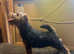 Welsh terrier girl