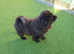 Lovely black male chow chow