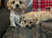 Cavachon pups cavalier x bichon