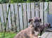 Kc registered Irish Wolfhound Puppies