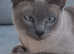 Tonkinese kitten available to the right home