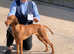READY TO GO NOW. 5 Generation Pedigree Hungarian Vizsla Puppies