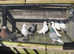 Pigeons forsale