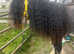 4 Year Old Blagdon Cob Stallion