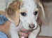 Beagle puppies