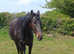 WANTED WANTED ( pic is of my horse)Super safe but not a plod