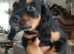 2Black and Tan Cocker Spaniel Puppies