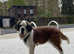 Saint Bernards Bitch