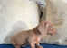 Beautiful miniature dachshund babies