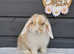 Gorgeous mini lop rabbits. LAST ONE