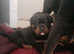 Rottweiler pups