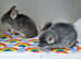 Bonded Chinchillas 2 males- Violet and Standard grey