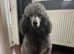 Sheepadoodle puppies 2 black girls and 1 black boy remaining