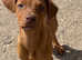 Doberman x beautiful pups ready